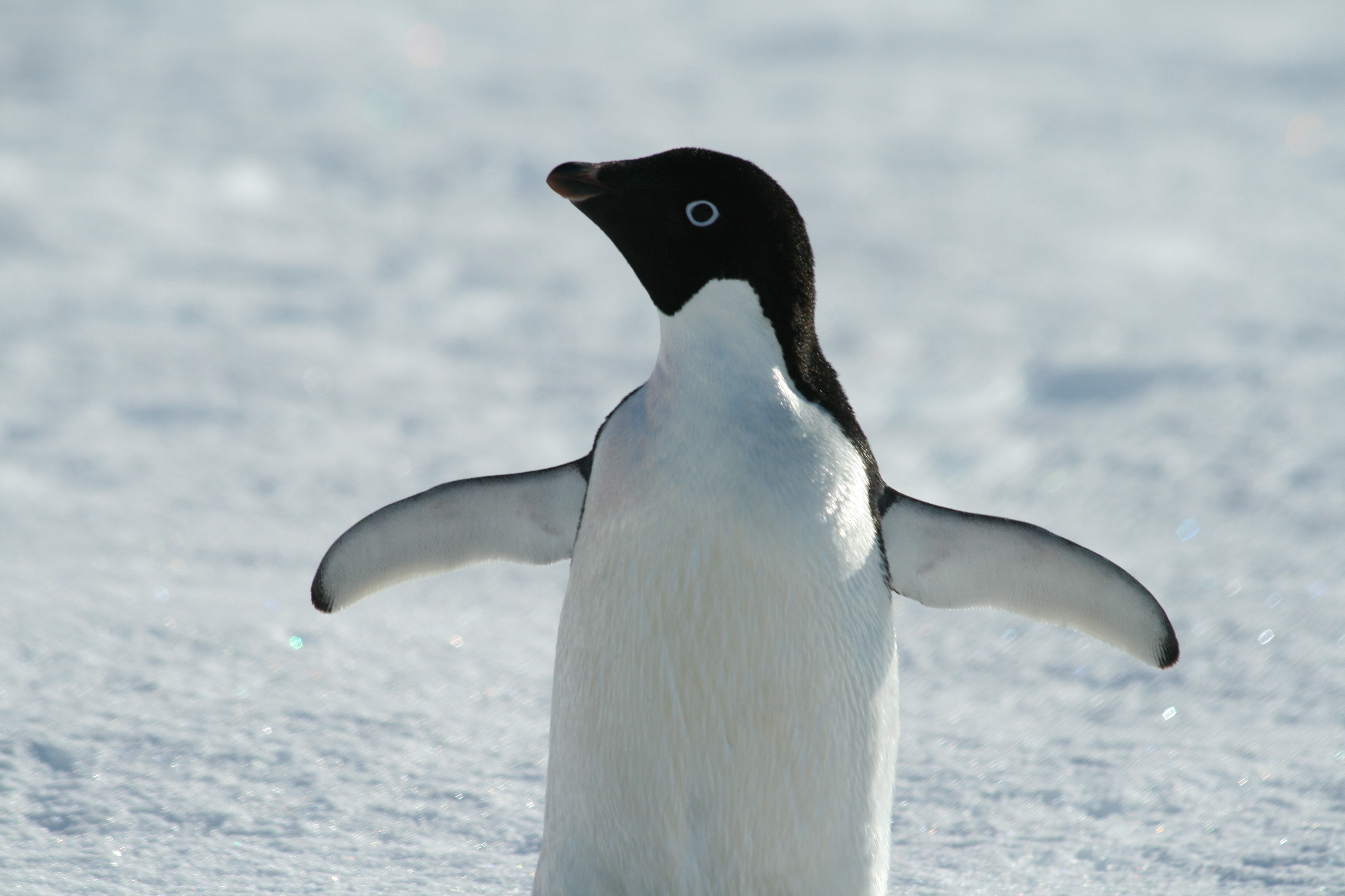 Photograph of a small penguin from Antarctica posed with wings splayed wide in front of a snowy scene