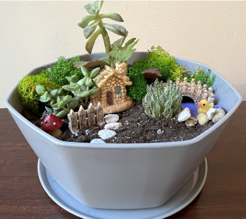 Family Succulent Garden Project