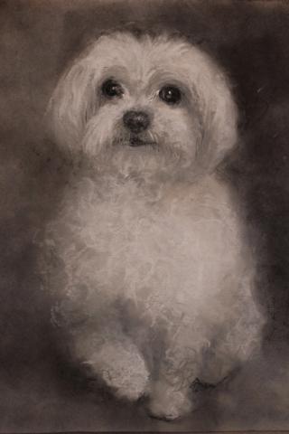 Charcoal study of a Maltese dog facing forward