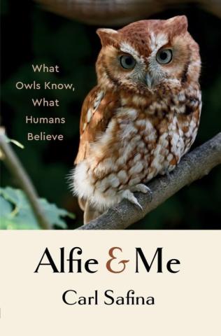 Book cover for "Alfie and Me" by Carl Safina, depicting a wide-eyed little owl perched atop a thick tree branch staring straight out at the viewer