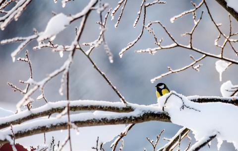 Photograph of a chickadee bird perched atop a bare snowy branch, surrounded by lesser branches pointed in all directions