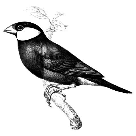 A realistic black-and-white ink-line illustration of a Java Sparrow bird perched atop a narrow branch with a plain white backdrop.