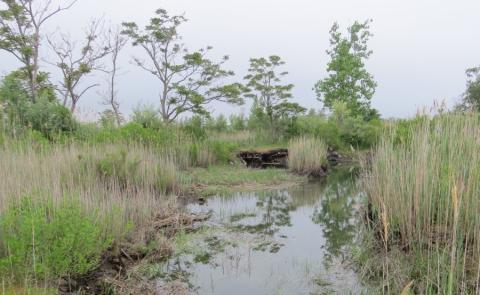 Photograph of Long Island marshland scene with blue-grey skies, sparse trees in the background, tall grasses in the foreground emerging from shallow waters.