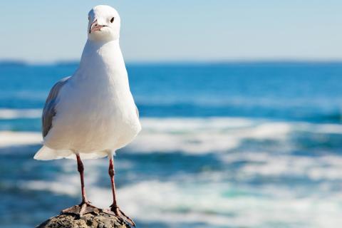 Photograph of a seagull perched in front of a vibrant beachside scene.