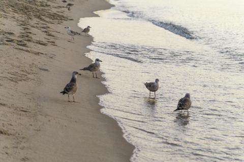 Photograph of a beach scene at dawn, with birds treading the space between the sand and sea, the line of which divides the composition.