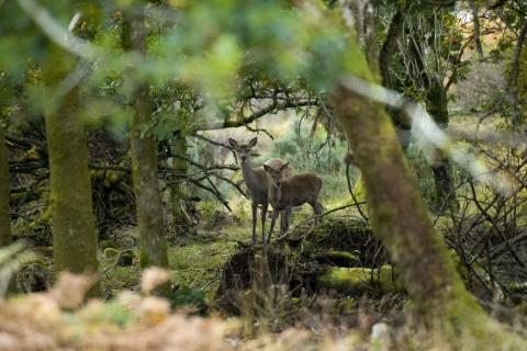 Photograph of two deer nestled into a dense forest scene, surrounded by tree branches, moss, and mushrooms.