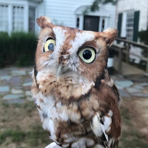 Photograph of a small owl with Sweetbiar Nature Center's main building out-of-focus in the background