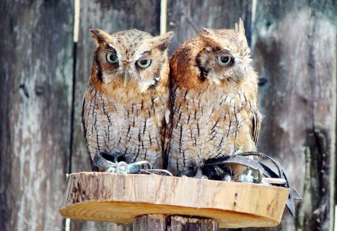 Photograph of two screech owls with fierce hooded gazes close perched next to one other on a man-made perch composed of a slice of a tree trunk and a wooden pole