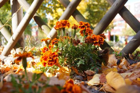 Photograph of brilliant orange-red marigold flowers blooming up from a yard covered in fallen autumn leaves in front of a cross-hatch fence 