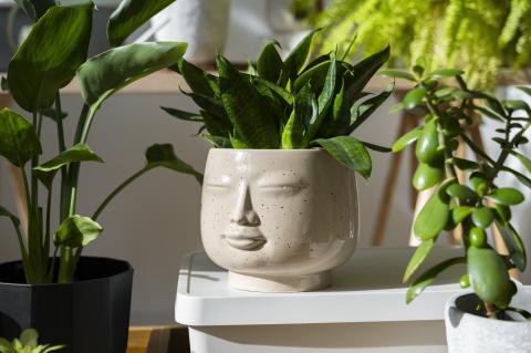 Photograph of an assortment of potted plants sat atop a desk, with the central-most plant poised in a pot in the stylized shape of a Buddha-like mellow face