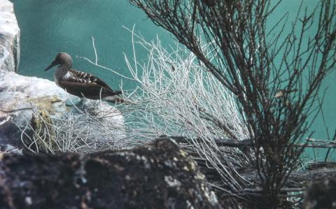 Photograph of a Blue-Footed Booby perched atop a seaside rock along the coast of the Galapagos Island, with spindly, arid-looking branches in the foreground and a brilliant turquoise ocean below ["Shellback Expedition - Galapagos Islands - Isla Santa Cruz, Blue-footed Booby" (August 1952, George A. Shumway Jr.) - Image courtesy of the Digital Public Library of America]