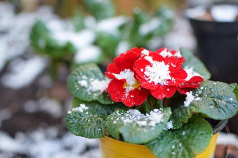 Red flower in a garden sprinkled with snow