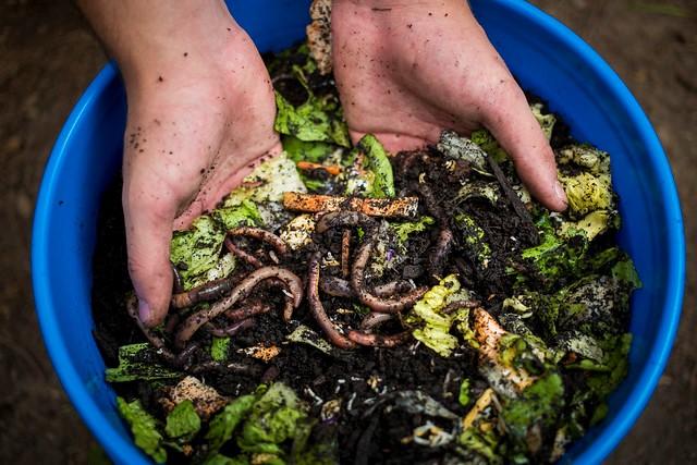 worms in compost