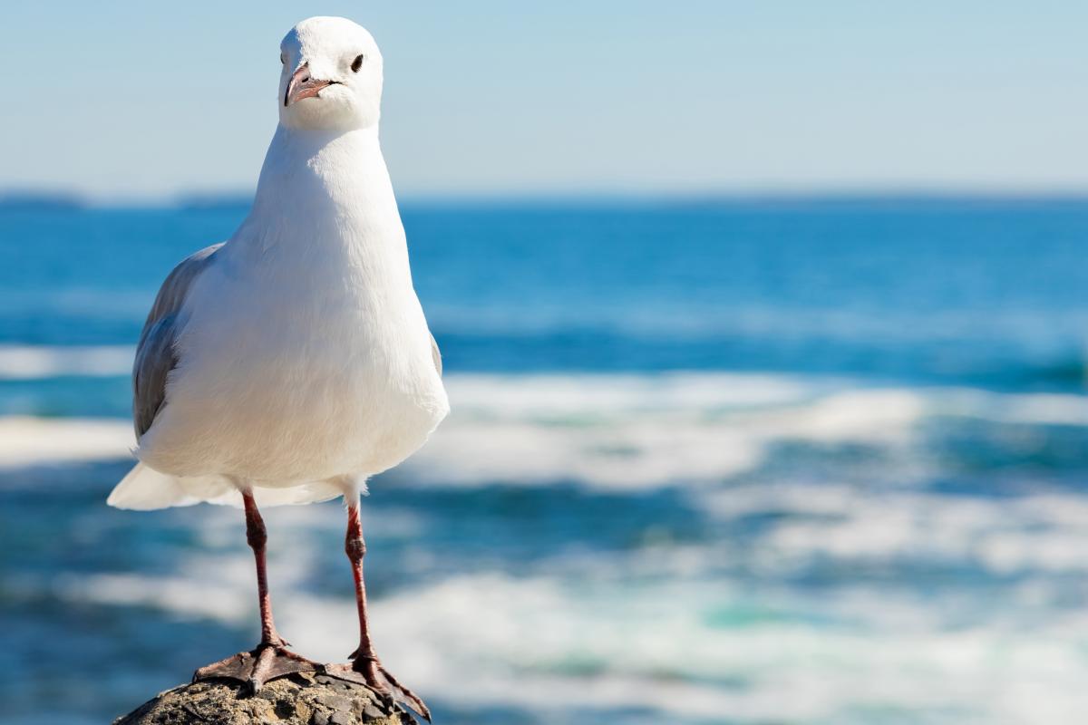 Photograph of a seagull perched in front of a vibrant beachside scene.