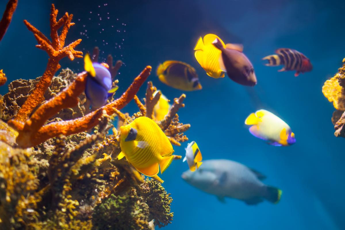 Underwater photo with vibrant yellow and blue fish swimming around gnarled brown-orange reefs