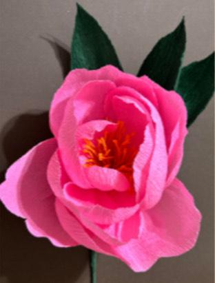 Vibrant magenta-pink peony flower craft created out of crepe paper in front of a drab grey backdrop
