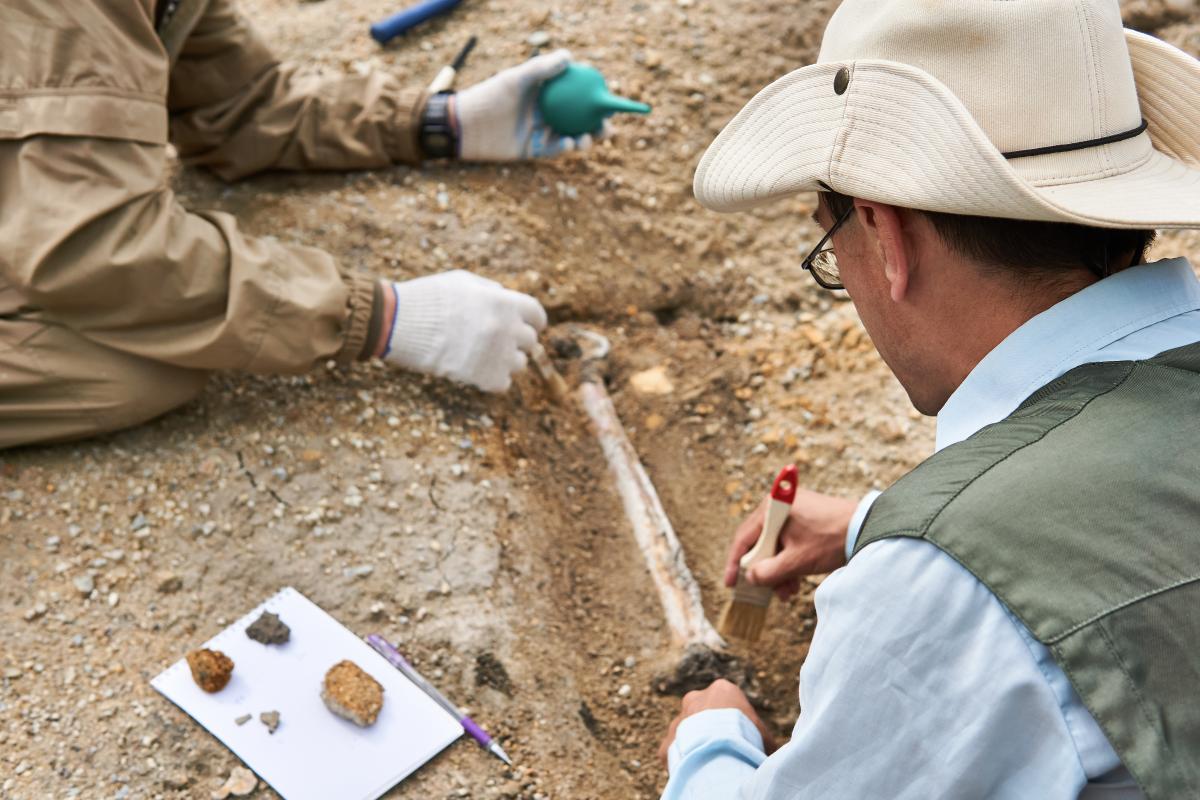 Photograph of two archaeologists in field gear brushing at a large bone buried in the sand